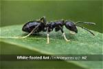 Do White Footed Ants Bite?