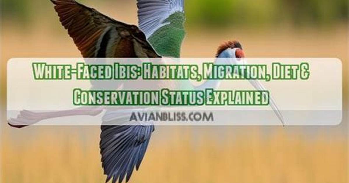 Do White Ibis Migrate?
