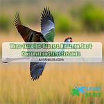 Do White Ibis Migrate?