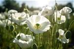 Do White Poppies Exist