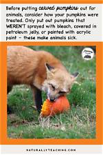 Do Wild Animals Like Pumpkins