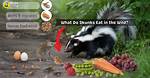 Do Wild Skunks Eat?