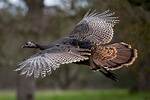 Do Wild Turkeys Fly?