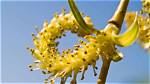 Do Willow Trees Bear Fruit