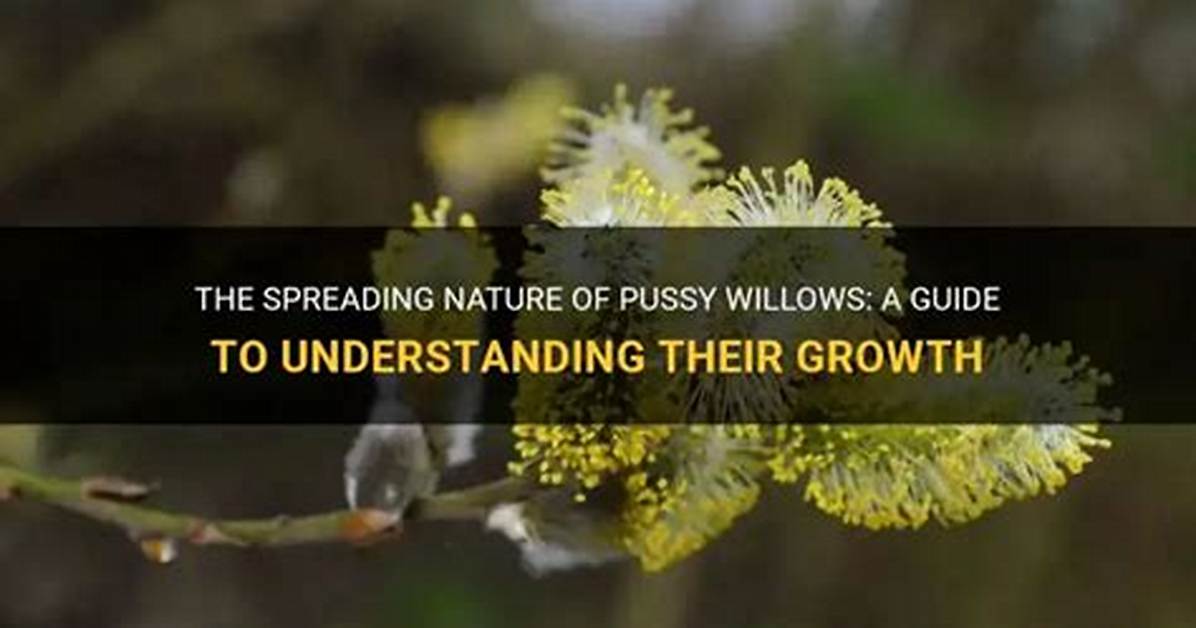 Do Willows Spread