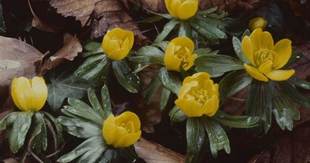 Do Winter Aconites Spread?