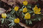 Do Winter Aconites Spread?