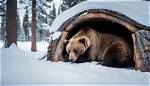 Do Winter Bears Hibernate?