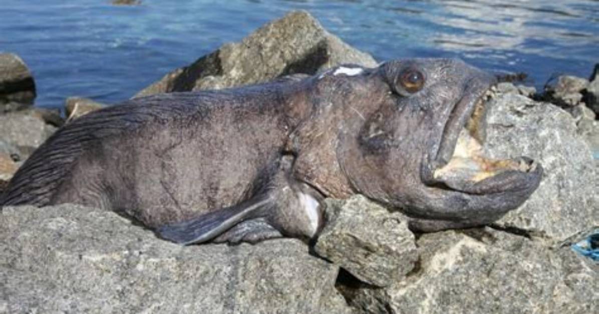 Do Wolffish Attack Humans?