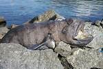 Do Wolffish Attack Humans?