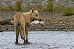 Do Wolves Eat Fish?