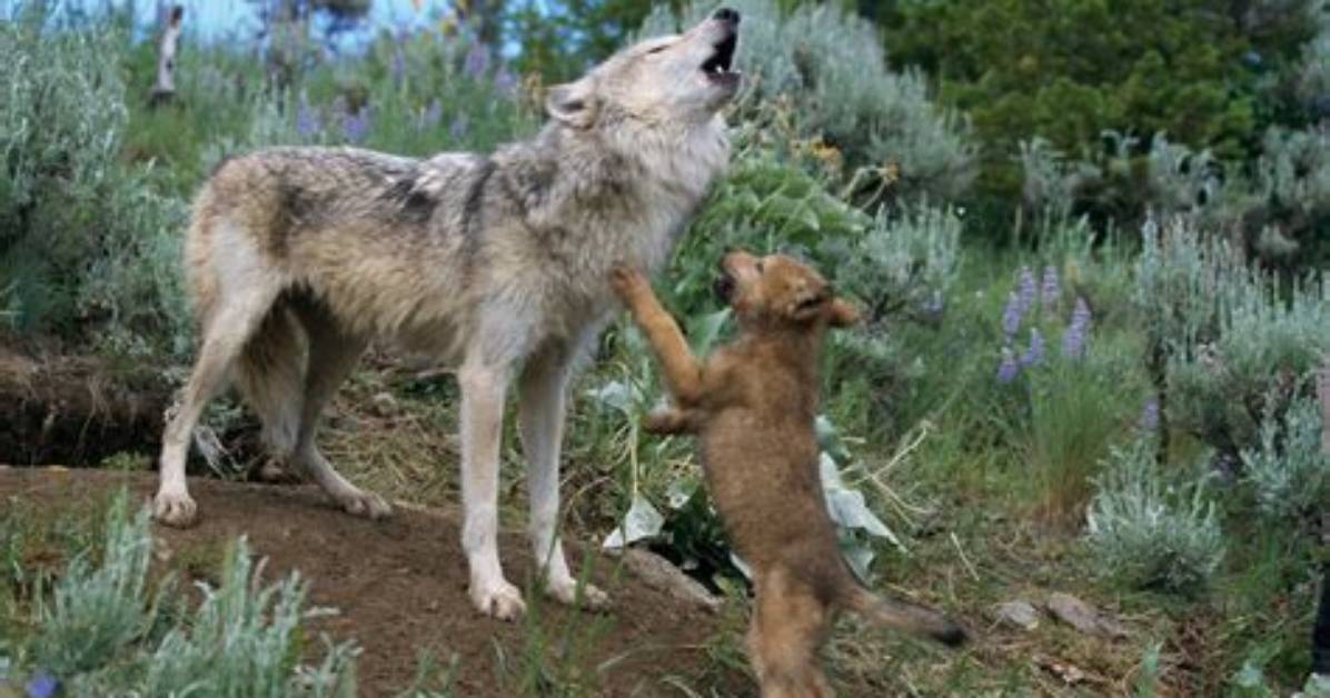 Do Wolves Howls Echo?