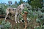 Do Wolves Howls Echo?