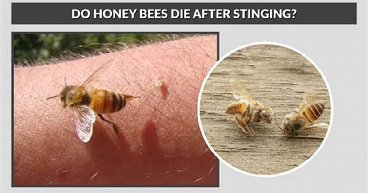 Do Woodworker Bees Sting?