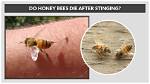 Do Woodworker Bees Sting?