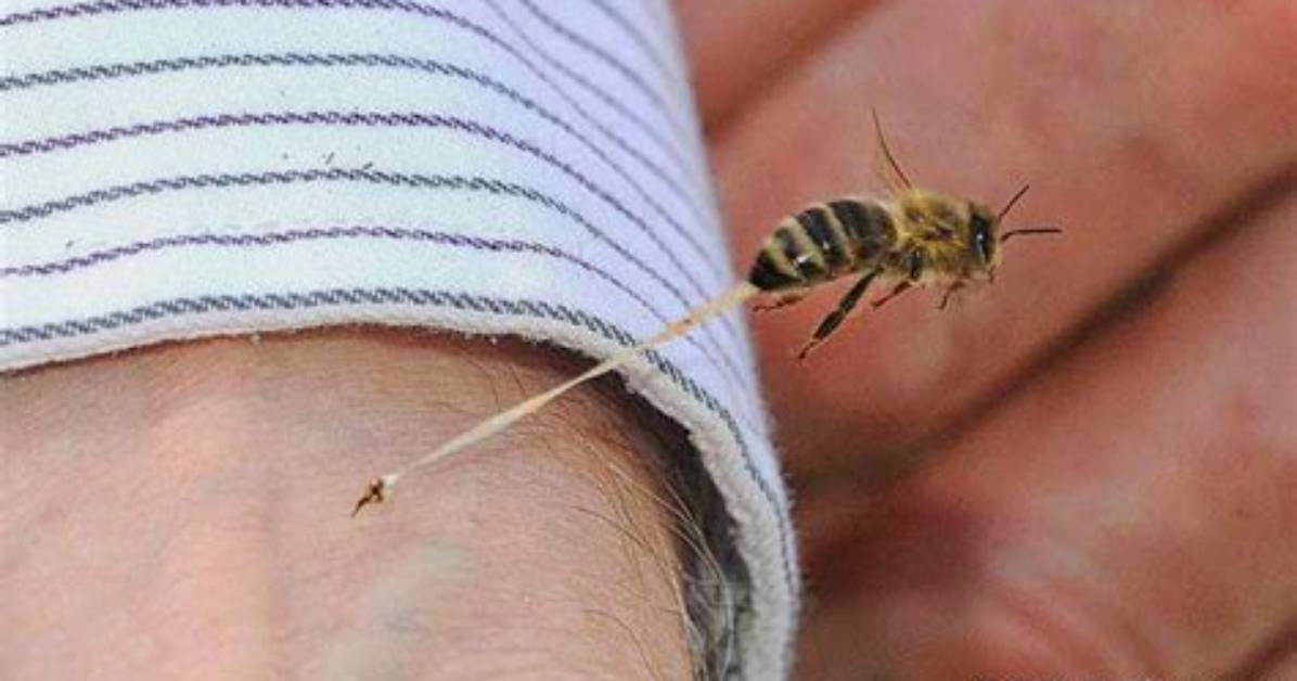 Do Worker Bees Sting?