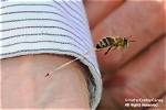 Do Worker Bees Sting?