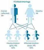 Do Y Linked Diseases Exist