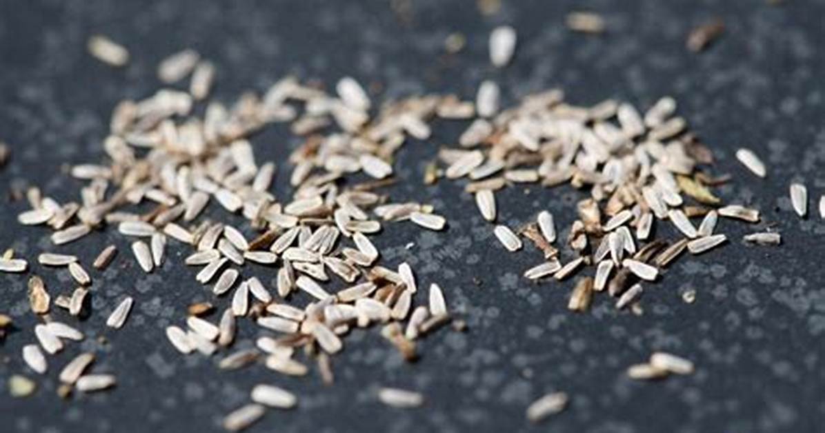 Do Yarrow Self Seed?