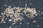 Do Yarrow Self Seed?