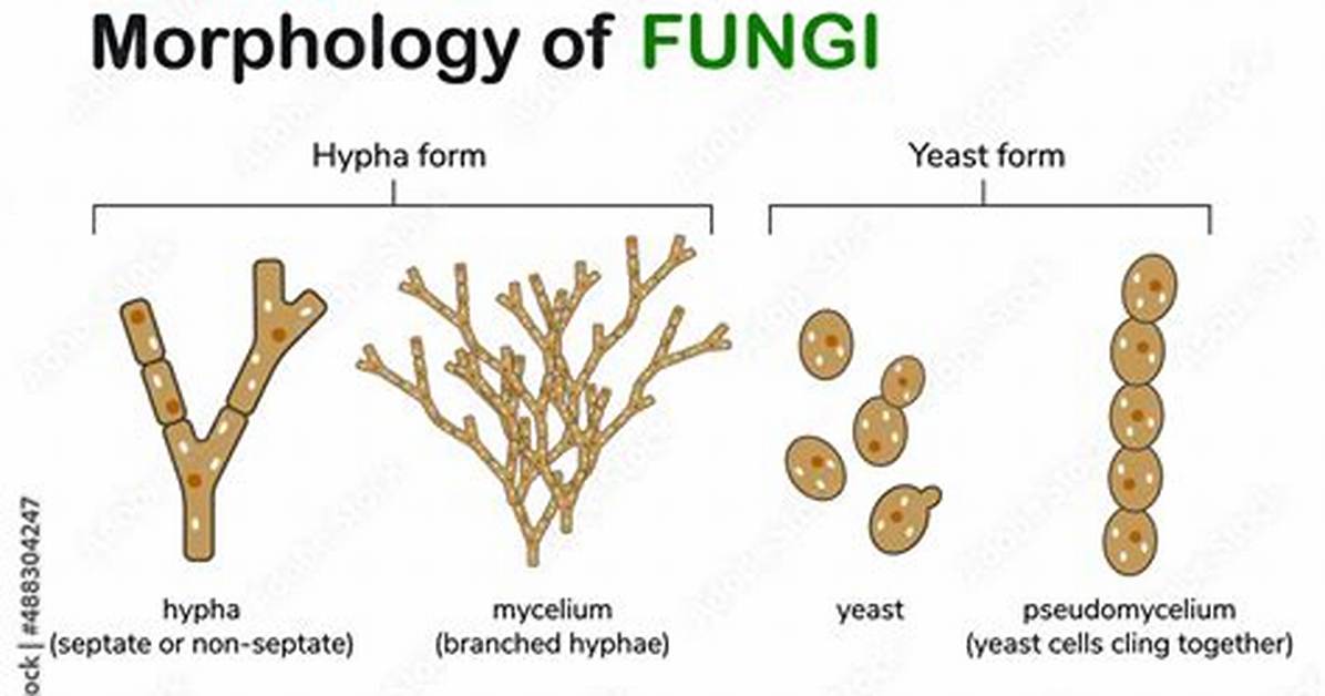 Do Yeast Form Spores?