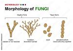 Do Yeast Form Spores?