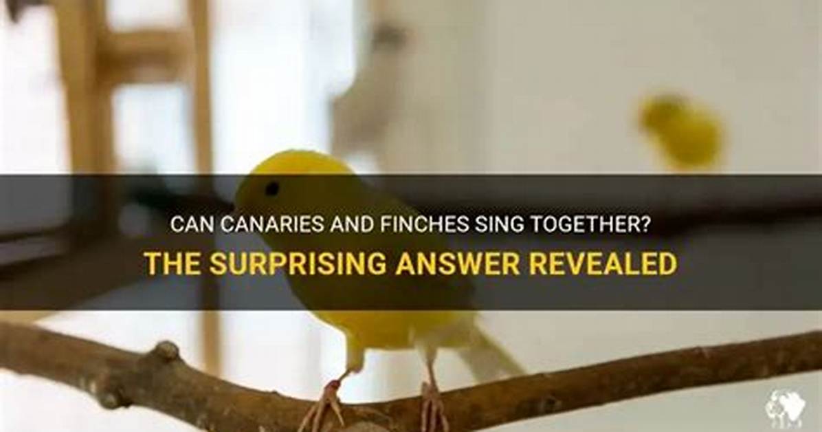 Do Yellow Canaries Sing? | Contextresponse. Com