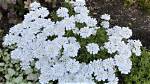 Do You Cut Back Candytuft?
