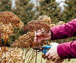 Do You Deadhead Hydrangeas