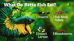 Do You Feed Betta Fish?