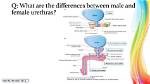 Do You Have Two Urethras?