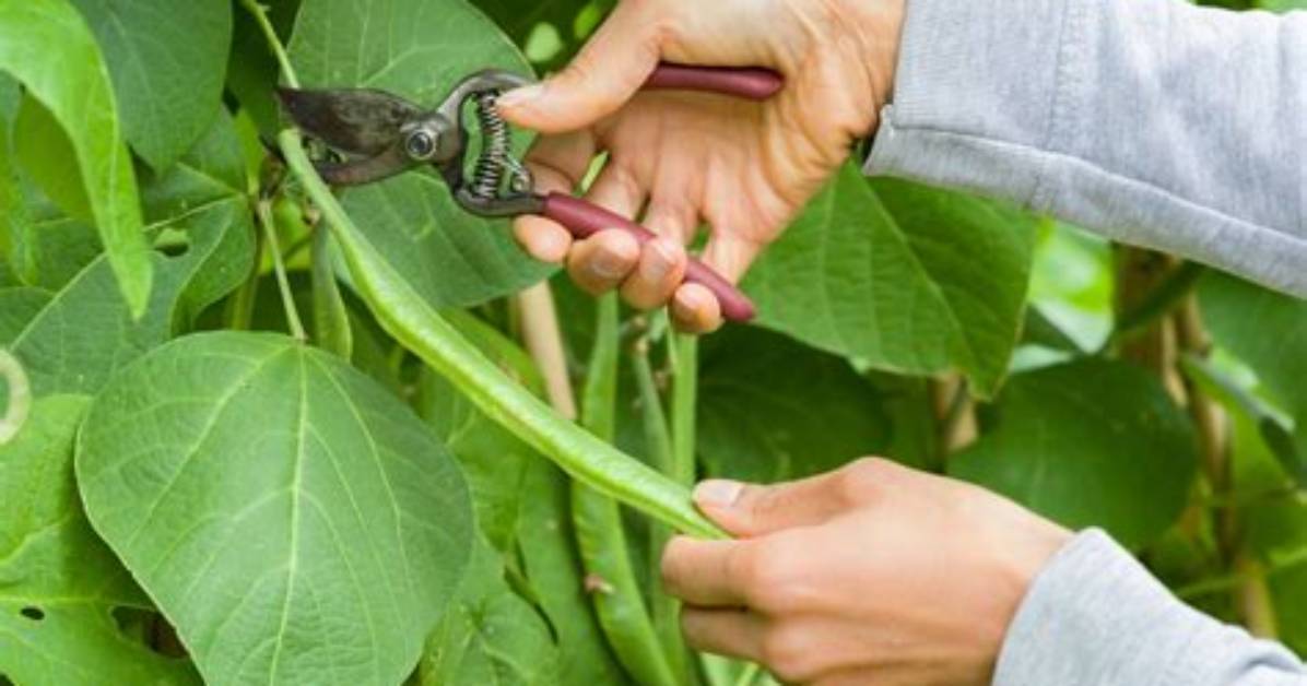 Do You Prune Pole Beans