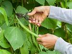 Do You Prune Pole Beans