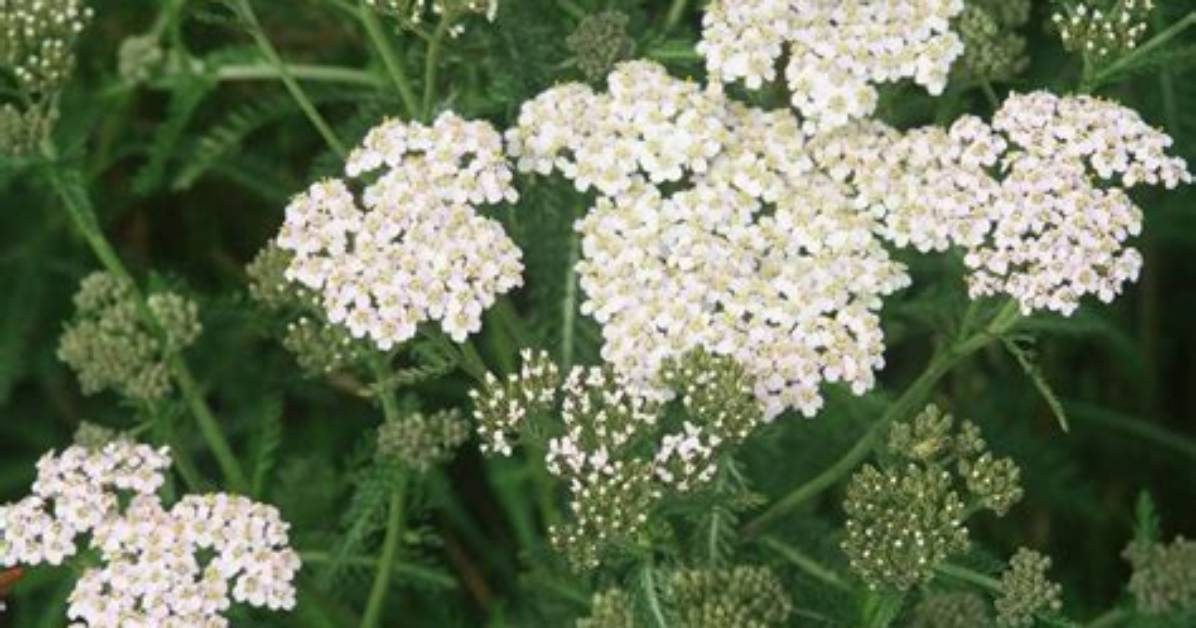 Do You Prune Yarrow