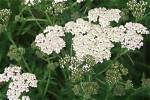 Do You Prune Yarrow