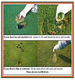 Do You Replace Divots in the Rough?