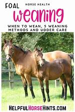 Do You Wean Foals?