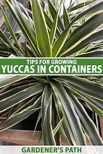 Do Yuccas Multiply