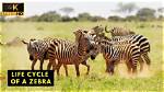 Do Zebras Grow