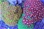 Do Zoanthids Grow Fast?