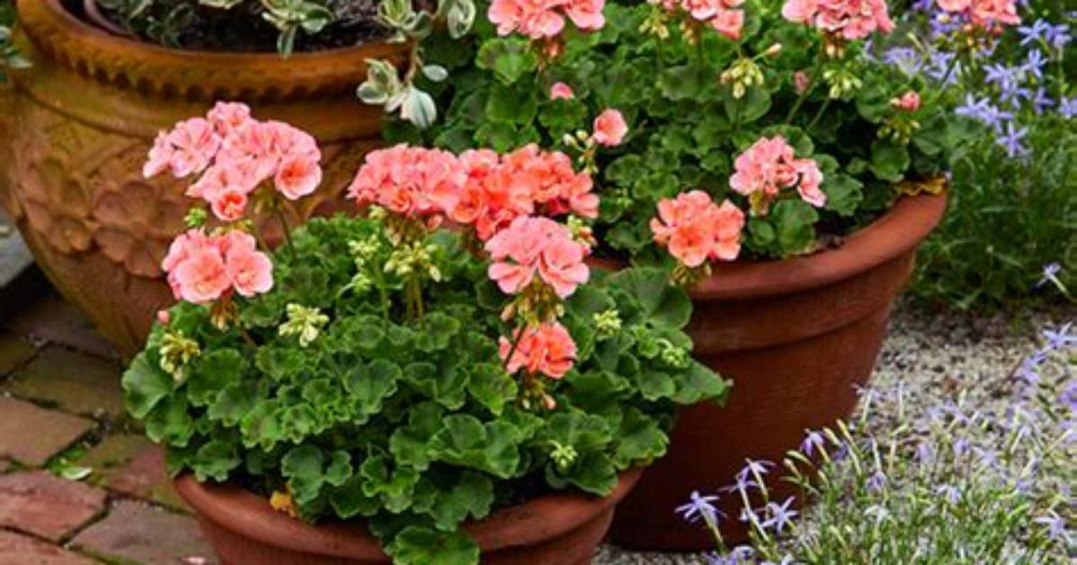Do Zonal Geraniums Trail?