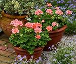 Do Zonal Geraniums Trail?