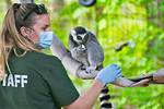 Do Zoologists Interact with Animals?