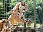 Do Zoos Help Animals?
