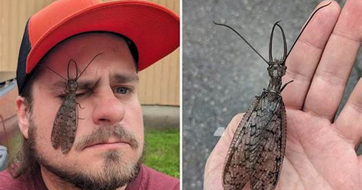 Dobsonfly Bite