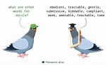 Docile Synonym