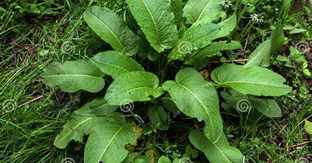Dock Leaves