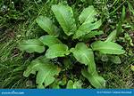 Dock Leaves