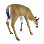 Doe Decoy