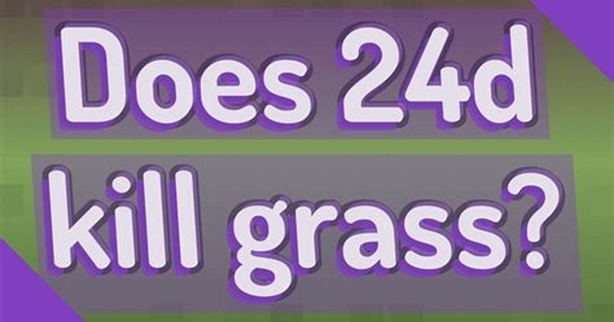 Does 24D Kill New Grass